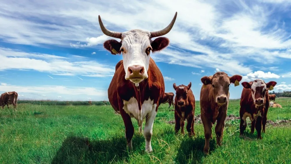 foto sekelompok sapi di padang rumput