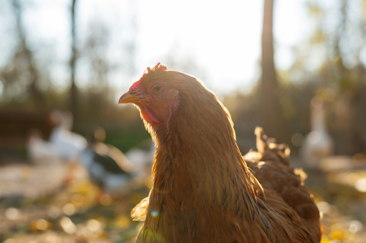 mimpi ayam