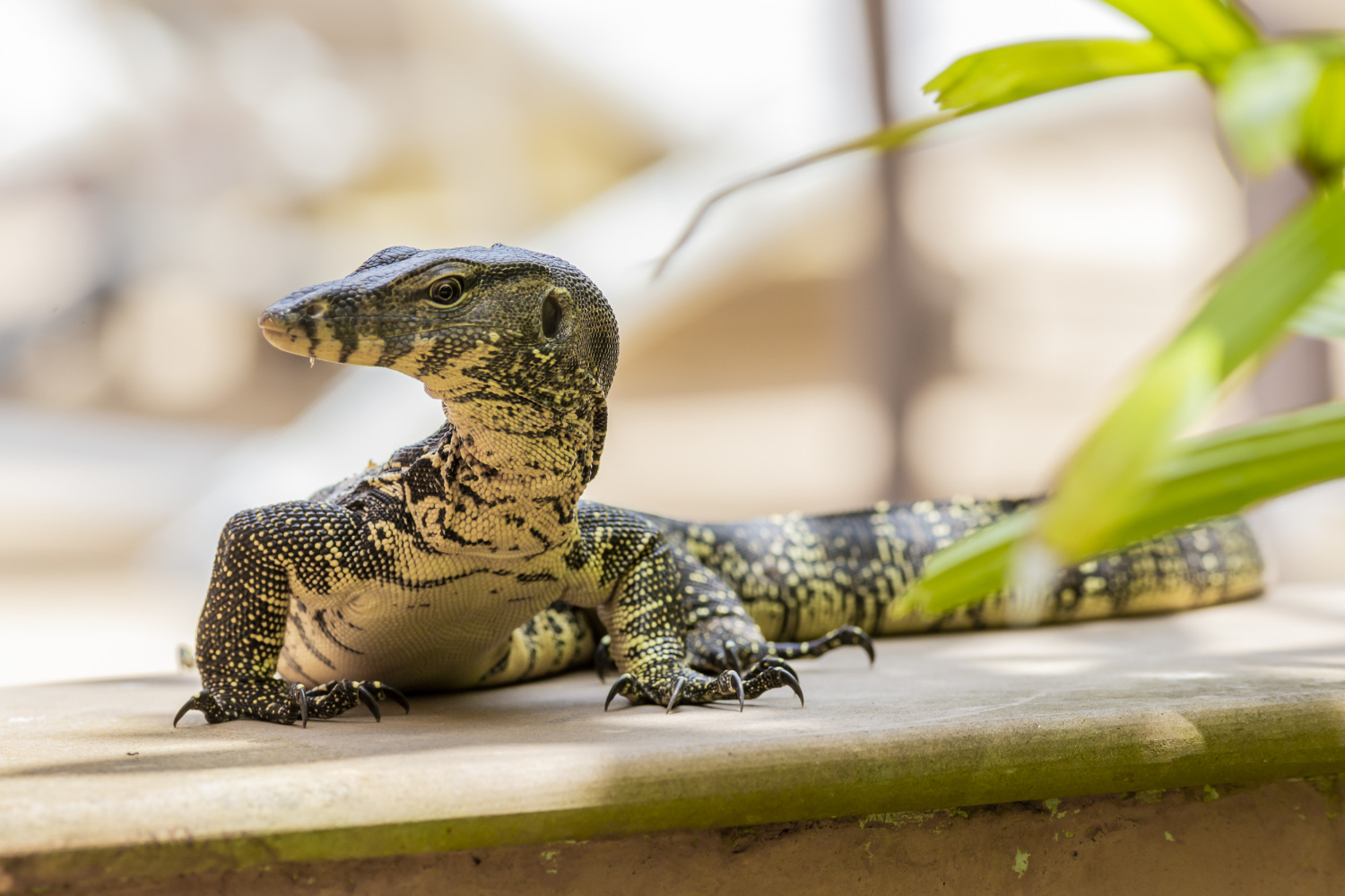 mimpi melihat biawak dalam islam