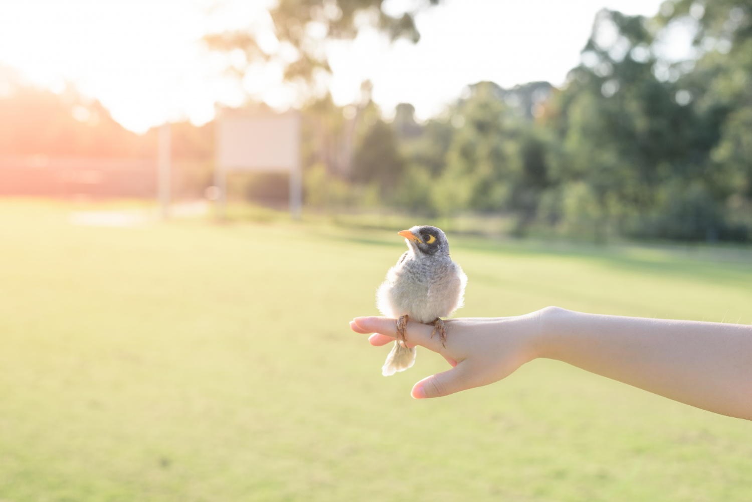mimpi burung