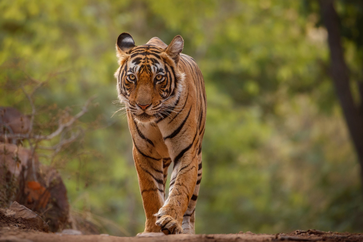 mimpi melihat harimau